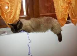 Il buongiorno dei lettori (inserita in galleria)