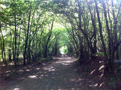Il parco Pineta a Vedano Olona (inserita in galleria)