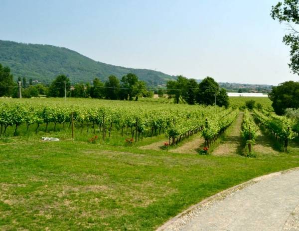 Nelle vigne della Franciacorta (inserita in galleria)