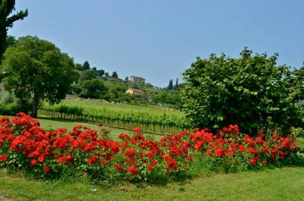 Nelle vigne della Franciacorta (inserita in galleria)