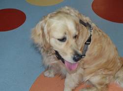 Pet Therapy in Pediatria (inserita in galleria)