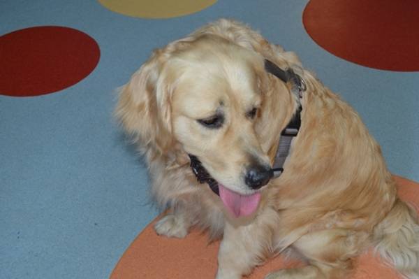 Pet Therapy in Pediatria (inserita in galleria)