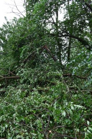 Danni al cimitero di Busto (inserita in galleria)