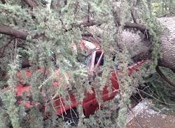 Grossa pianta caduta a Gallarate (inserita in galleria)