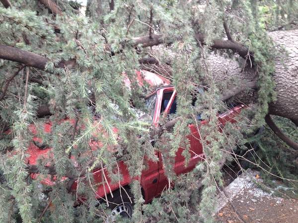 Grossa pianta caduta a Gallarate (inserita in galleria)