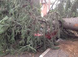 Grossa pianta caduta a Gallarate (inserita in galleria)