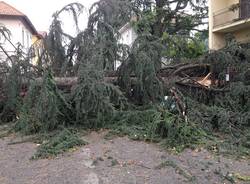 Grossa pianta caduta a Gallarate (inserita in galleria)