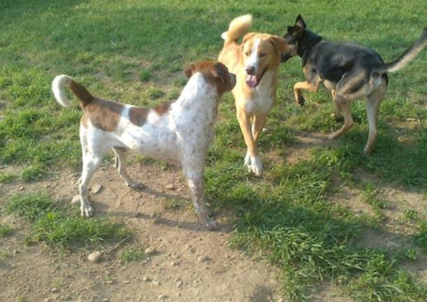 Notizie di gattile varesenews Dimensione animali luino