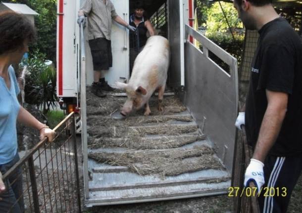 I suini di Morazzone hanno trovato casa (inserita in galleria)