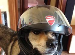 Il buongiorno dei lettori (inserita in galleria)