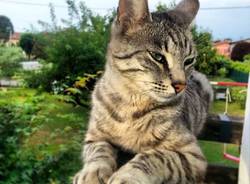 Il buongiorno dei lettori (inserita in galleria)