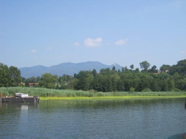La Ludwigia sul lago (inserita in galleria)