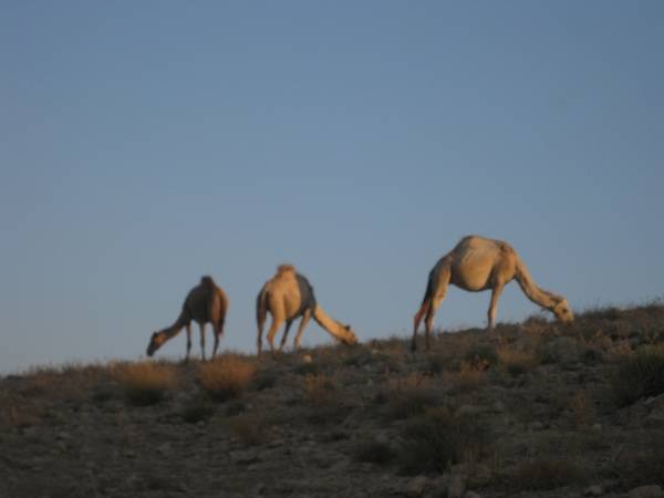 Diario di Stoà dalla "terra del Santo" (inserita in galleria)
