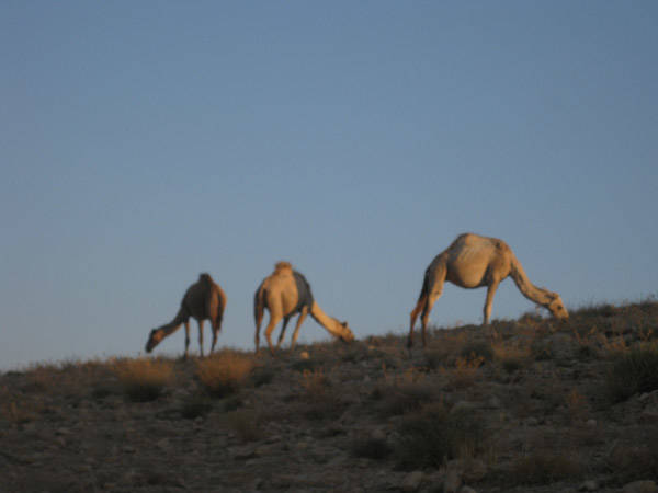 I ragazzi di Stoà in Terra Santa (inserita in galleria)