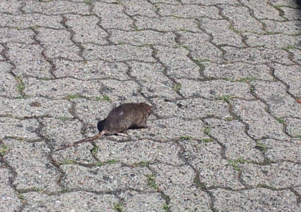 L'Arnetta tra topi e vegetazione (inserita in galleria)