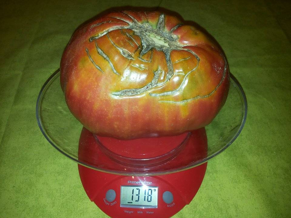 Un pomodoro da record a Monvalle