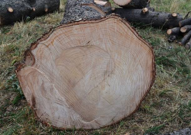 Abbattuto storico albero (inserita in galleria)