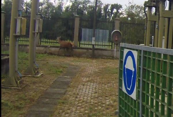 Cervo intrappolato nella centrale Enel di Tornavento (inserita in galleria)