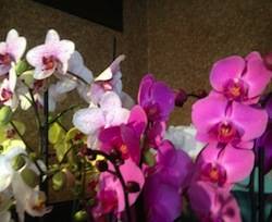 orchidee apertura varese orchidea