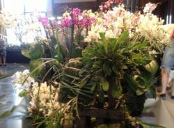 Orchidee da sogno a Varese (inserita in galleria)
