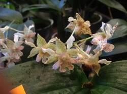 Orchidee da sogno a Varese (inserita in galleria)