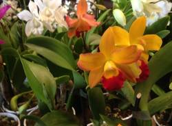 Orchidee da sogno a Varese (inserita in galleria)