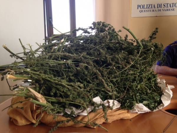 Sequestrati 15 chili di marijuana a Varese (inserita in galleria)