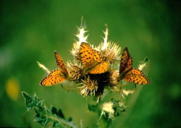 trio di farfalle