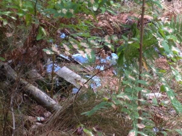 Amianto nei boschi di Vergiate (inserita in galleria)