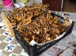Andar per funghi che passione (inserita in galleria)