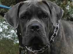 cane corso