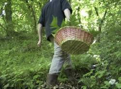 cercatore funghi apertura