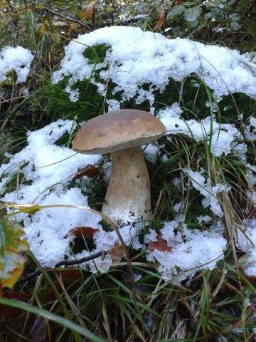 Funghi sotto la neve (inserita in galleria)