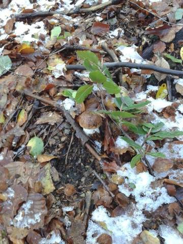 Funghi sotto la neve (inserita in galleria)