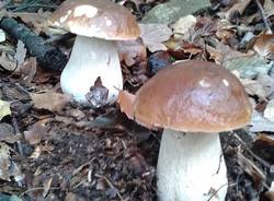 fungo lettori roberto