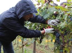 Grandi e piccoli alla vedemmia del vigneto comunale (inserita in galleria)