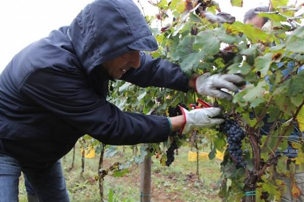Grandi e piccoli alla vedemmia del vigneto comunale (inserita in galleria)