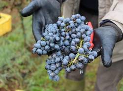 Grandi e piccoli alla vedemmia del vigneto comunale (inserita in galleria)