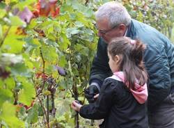 Grandi e piccoli alla vedemmia del vigneto comunale (inserita in galleria)