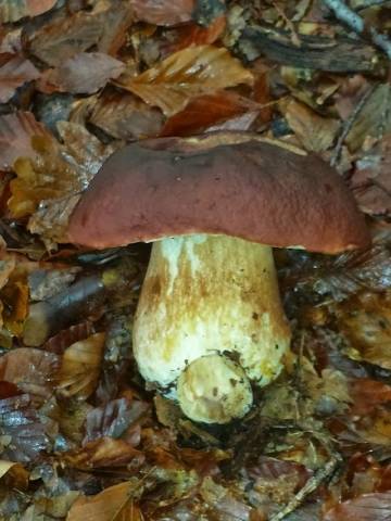 I lettori pazzi per i funghi (inserita in galleria)