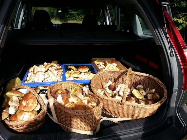 I lettori pazzi per i funghi (inserita in galleria)