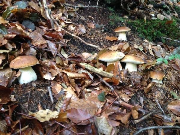 I lettori pazzi per i funghi (inserita in galleria)