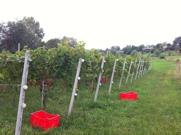 La vendemmia all'azienda Valleluna è una festa (inserita in galleria)