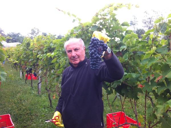 La vendemmia all'azienda Valleluna è una festa (inserita in galleria)