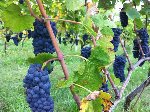 La vendemmia all'azienda Valleluna è una festa (inserita in galleria)