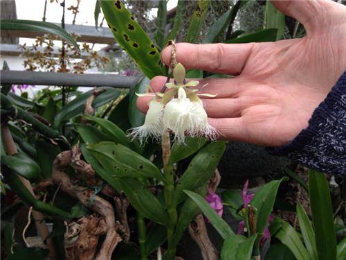 Le Orchidee di Morosolo (inserita in galleria)