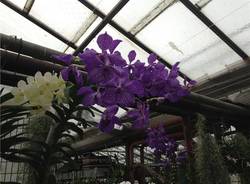 Le Orchidee di Morosolo (inserita in galleria)
