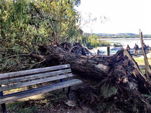 Maltempo, al lago di Cazzago caduti due salici (inserita in galleria)