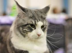 Miao (inserita in galleria)