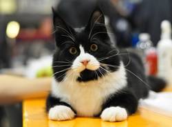 Miao (inserita in galleria)